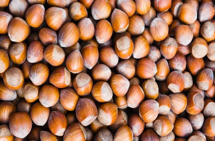 Fındık Üreticilerine Kritik Uyarı Elinde Ürünü Olan Saklasın!