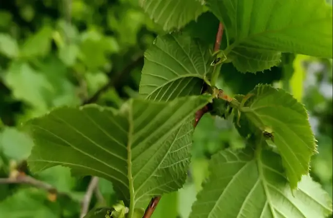 Fındık Üreticilerine Kritik Uyarı: Zararlılara Karşı Önlem Şart!