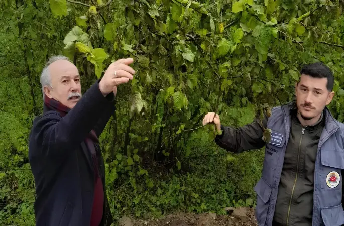Fındık Üreticilerine Müjde: Zirai Don İçin Harekete Geçilecek!