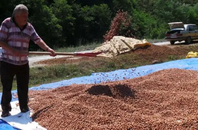 Fındık Üreticisi En Az 13 Lira Fiyat Bekliyor