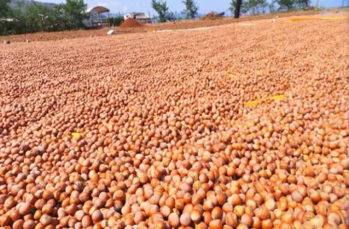 Fındık, Üreticiyi Üzdü, Esnafı Sevindirdi