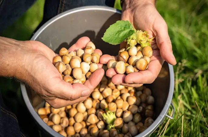 Fındıkta Beklenti 300 Lira