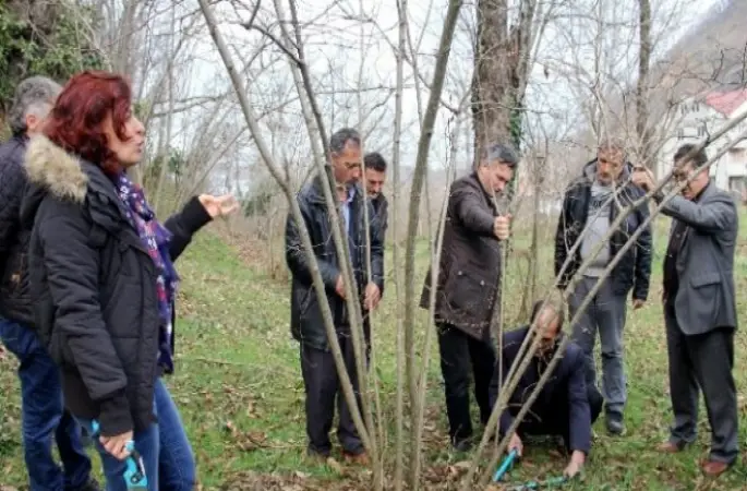 Fındıkta Budama Dönemi Başladı