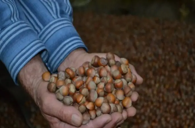 Fındıkta Düşüş Devam Ediyor!