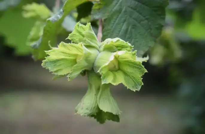 Fındıkta Kritik Süreç