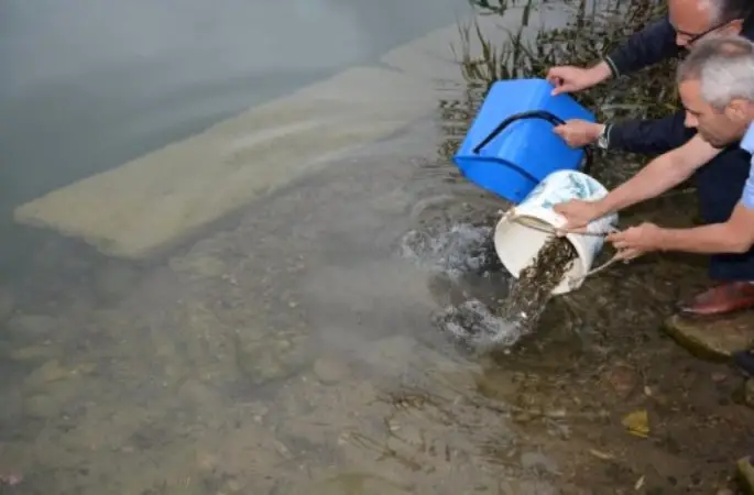 Gaga Gölü'ne 25 Bin Sazan Yavrusu Bırakıldı