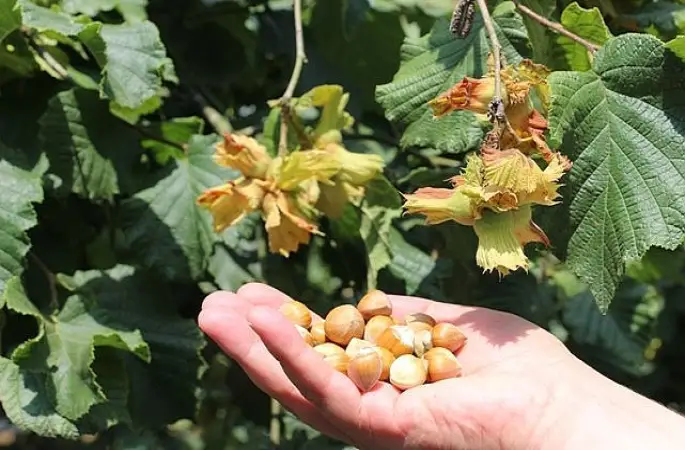 Giresun'da fındık 93 TL