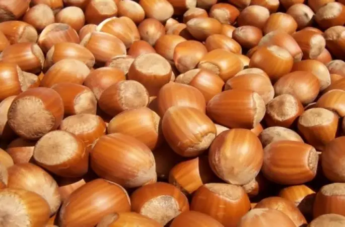 Güncel fındık fiyatları (SON DAKİKA HABER) 2015 2016 Samsun Giresun Rize Fiskobirlik Fındık Fiyatı