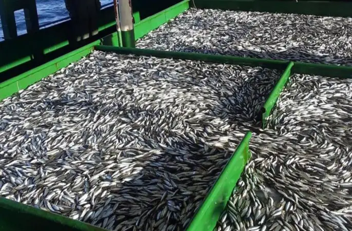 Hamsi avcılığı için izin alma süresi bugün doluyor