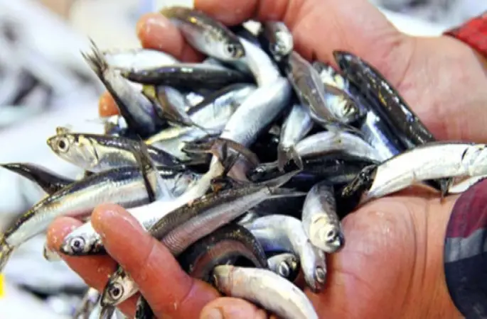 Hamsi Fiyatının Yüksek Olması Et Satışını Artırdı