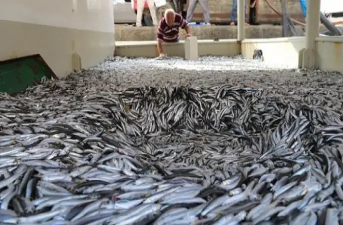 Hamsi Fiyatları Tavan Yaptı