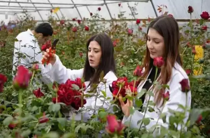 Hamsili Topraksız Tarım ‘Gül’dürdü
