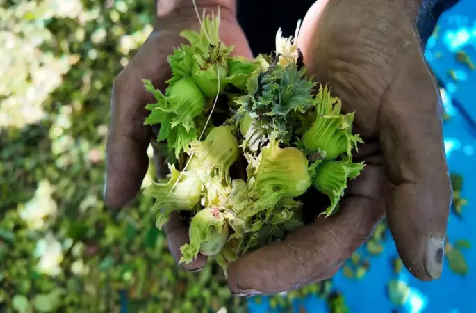Hasat Öncesi Fındıkta Verimi Artırın