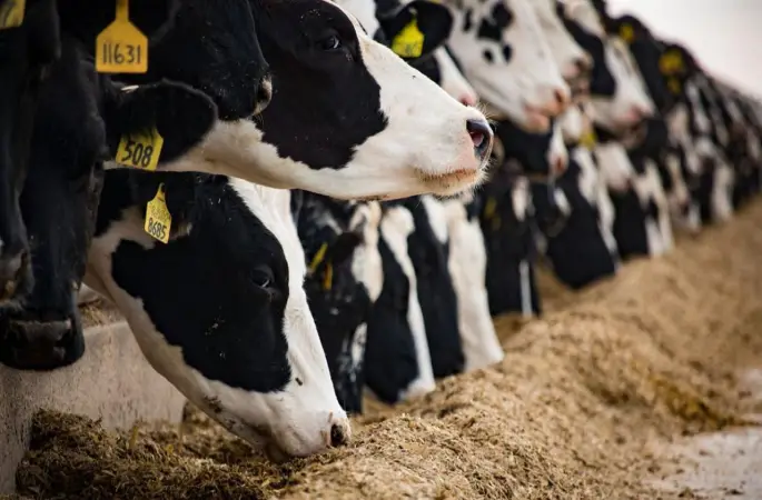 Hayvancılığı Destekleyen Yeni Bir Proje