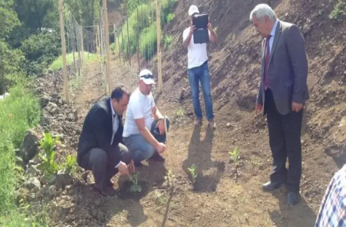 Fatsa da Karpuz Fidesi Dikimi