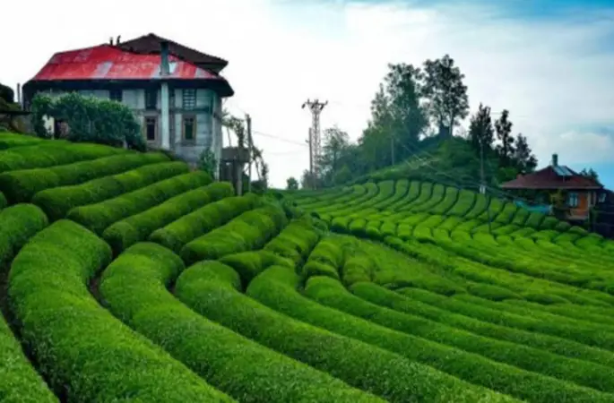 İlk Çay Hasadı Başladı