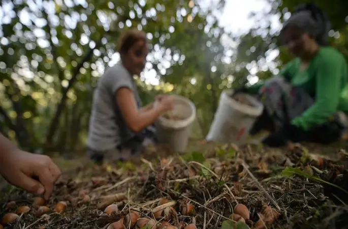 İyi Parti’nin Fındık Önerisi Ak Parti ve Mhp Oylarıyla Reddedildi