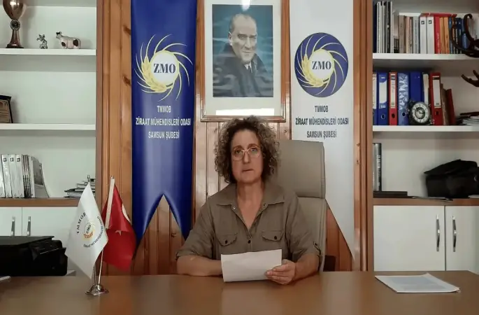 Kahverengi Kokarca Zararı Üreticiye Milyon Dolarlık Fatura Çıkardı