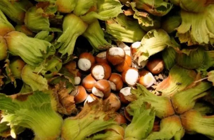 Kanserden korunmanın yolu "Hergün Bir Avuç Fındık"