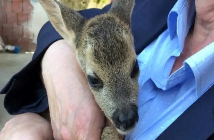 Karaca Yavrusuna Muhtar Sahip Çıktı