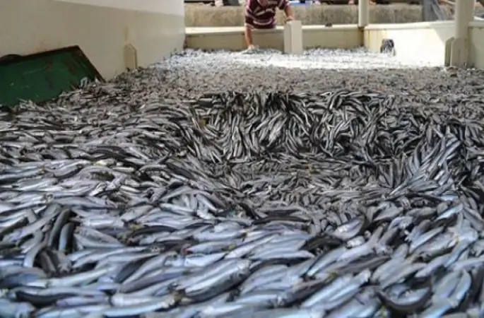 Karadeniz'de Balıkta Yeni Av Sezonu