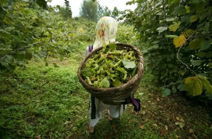 Karadenizde FINDIK Hasadı Başladı