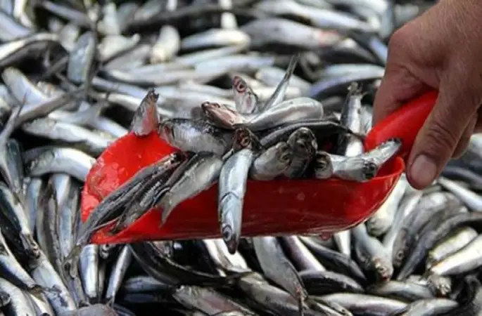 Karadeniz'de Palamut Arttı, Hamsi Azaldı