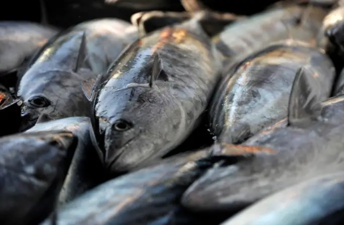 Karadeniz’de Palamut Bereketi: Fiyatlar 100 Liraya Düştü