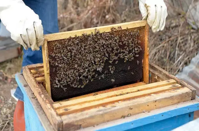 Kestane Balında Yüzleri Güldüren Sezon