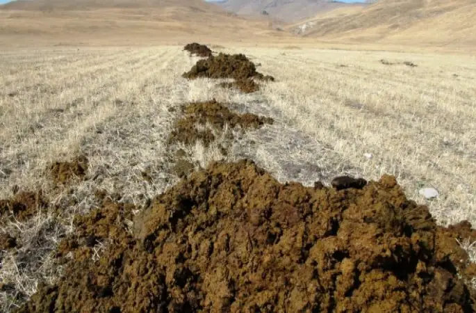 Kimyasal Gübre Yerine 'Çiftlik Gübresi'