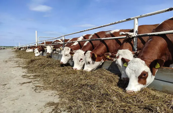 Kırsal Kalkınma Yatırımları İçin Hibe Desteği Başvuruları Başladı