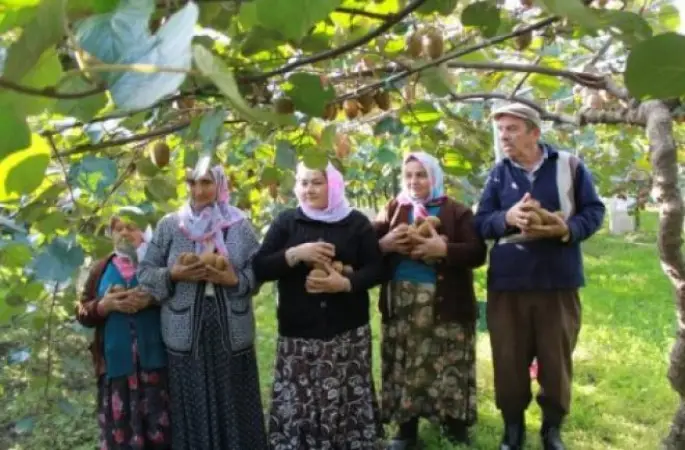 Kivi Hasadı Başladı