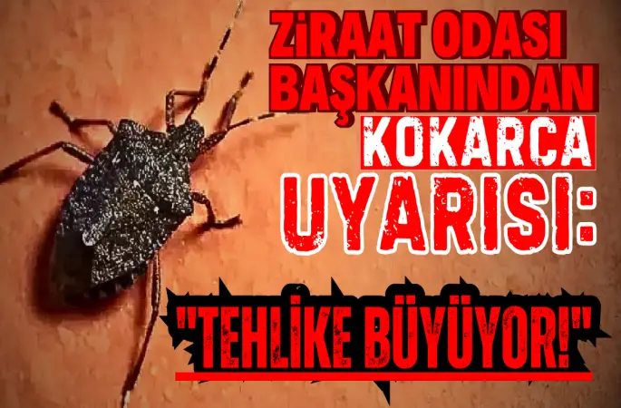 Kokarca Tehlikesi Büyüyor: Ürünlere Zarar Veriyor, Acil Mücadele Gerekiyor