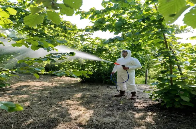 Kokarcaya Karşı Verilen Mücadele Sonuç Verdi
