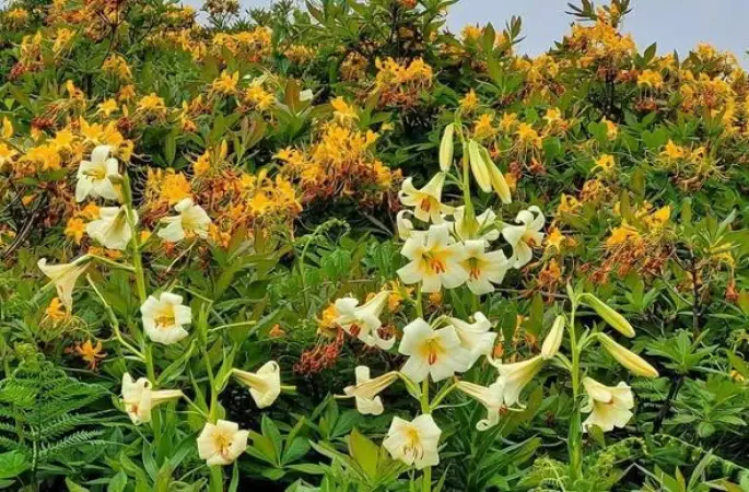 Koparana 245 Bin TL Ceza!