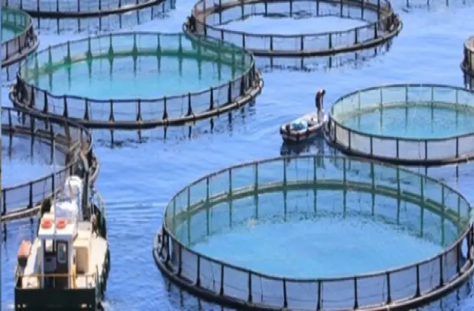 Kültür Balıkçılığı Ordu'ya 40 Milyon Lira Kazandırdı