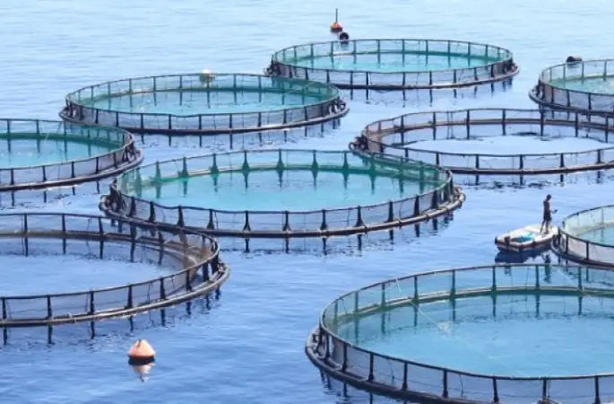 Kültür Balıkçılığında Hedef 5 Bin Ton Üretim