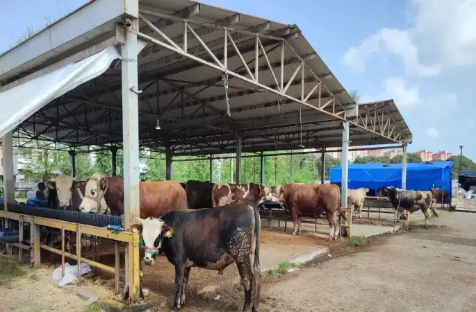 Kurban Fiyatları Cep Yakıyor: En Düşük 120 Bin Lira!