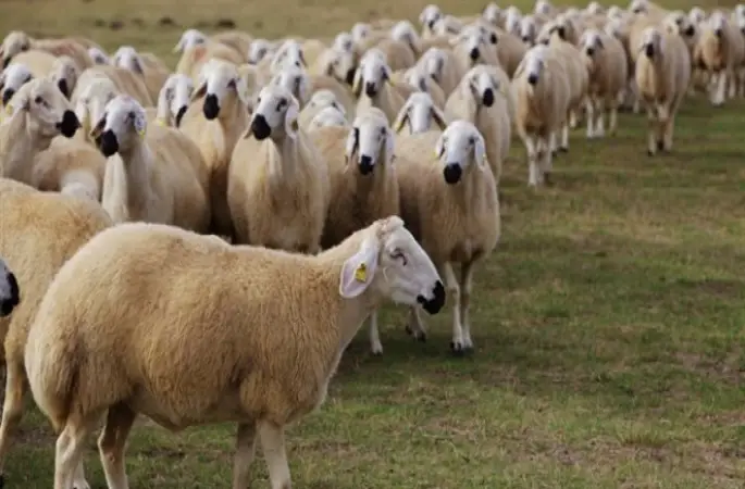 Kurbanlık Alırken Dikkat Edilmesi Gereken Hususlar