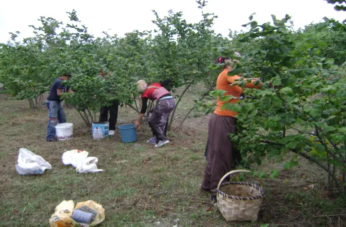 Fındık işçilerinin yevmiyeleri belli oldu
