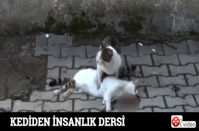 Kediden insanlık dersi