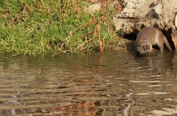 Melet Irmağı'nda Su Samuru Görüntülendi