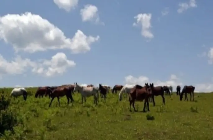 Yılkı Sürülerini Görenler Keyifle İzliyor