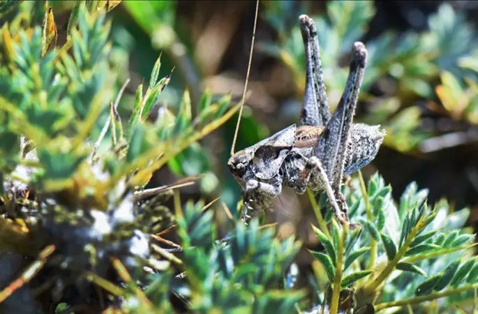 ODÜ Öğretim Üyelerinden Önemli Keşif 'Anadolua' Çekirge Cinsine Ait İki Yeni Tür Bulundu