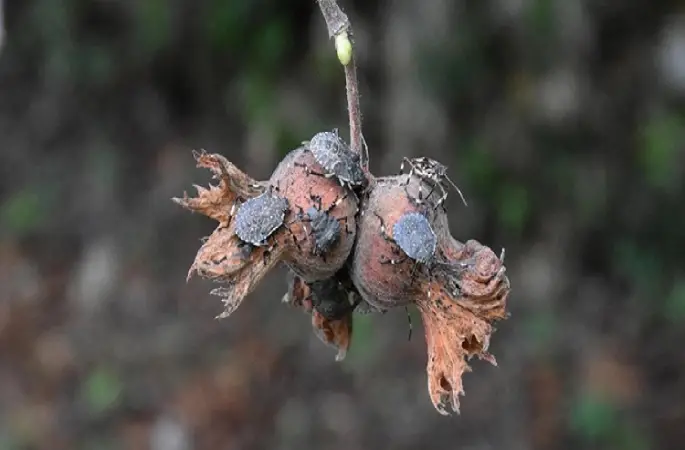 "Ölüm Böceği" Alarmı: Kahverengi Kokarca Fatsa'da Hızla Yayılıyor