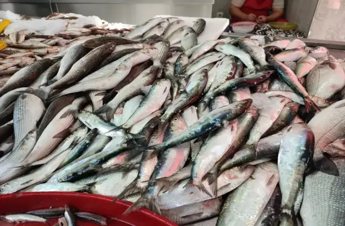 Ordu Balık Fiyatları 20 Aralık 2024