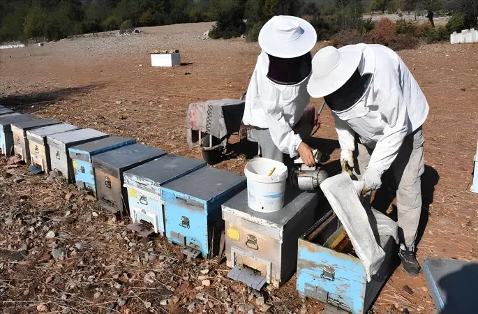 Ordu Balının Doğal Lezzeti