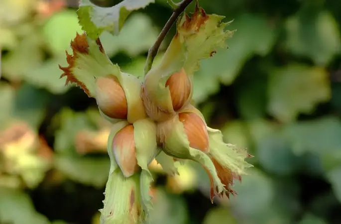 Ordu Ekonomisi İçin Alarm: Fındık Rekoltesinde Yüzde 70 Düşüş Var