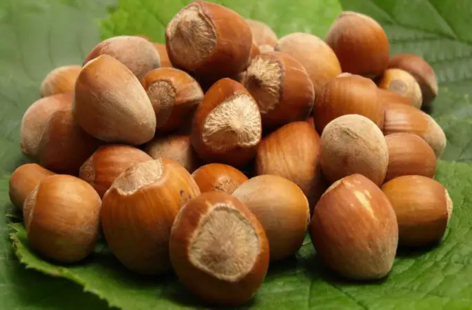 Ordu Fındık Fiyatı Ne Durumda? 25 Nisan 2025