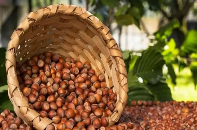 Ordu Fındık Fiyatı